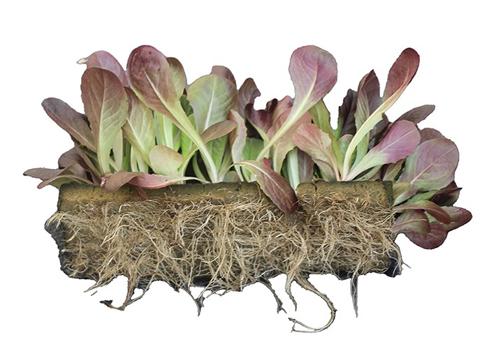 Hydroponic Planting Cubes 1