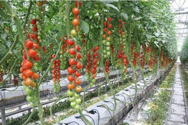 tomato soilless cultivation
