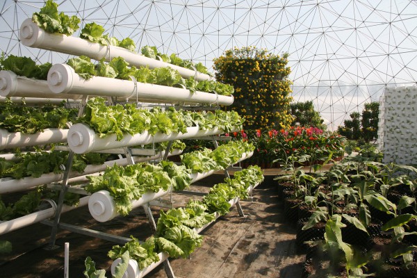 soilless cultivation3