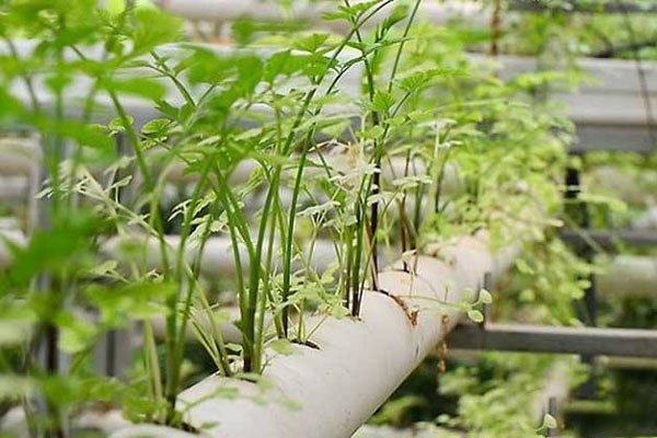 hydroponic growing media