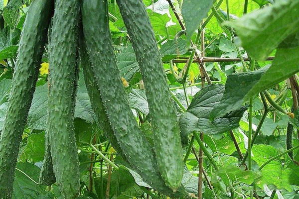 Cucumber Soilless Culture1