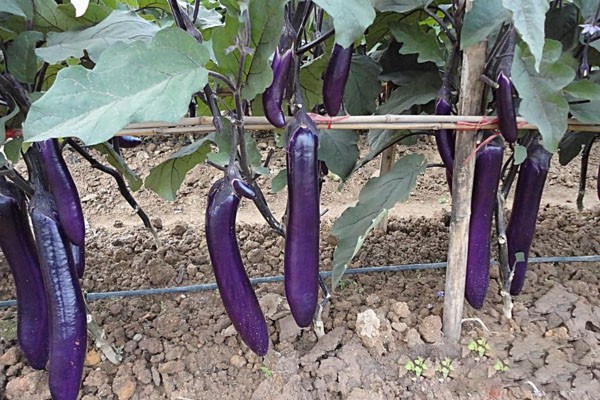 Eggplant Soilless Culture1