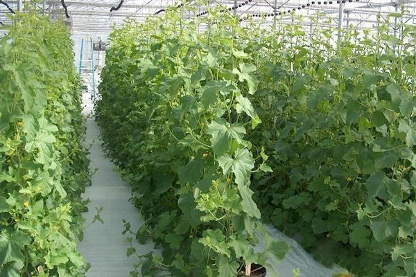 soilless cultivation