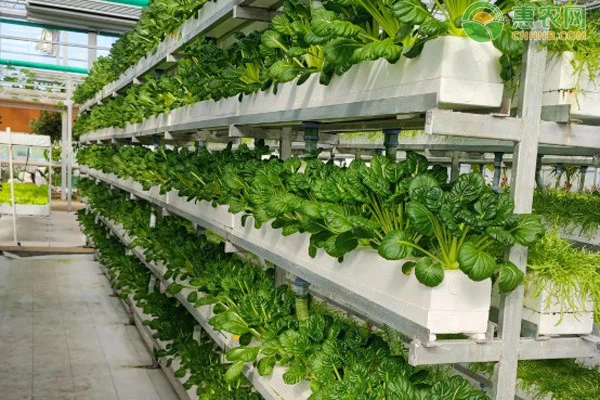 Hydroponic vegetable
