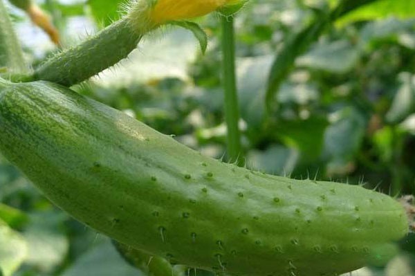cucumber planting
