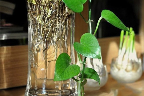 hydroponics hydroponics