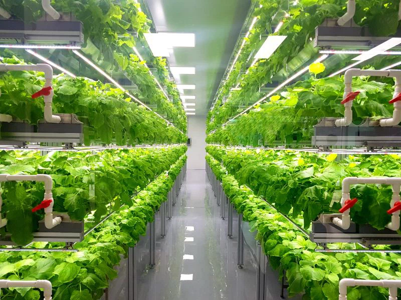 indoor vertical farming indoor vertical farming