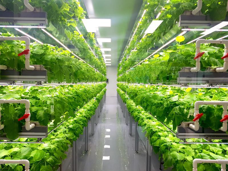 indoor vertical farming indoor vertical farming