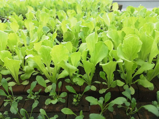 planting cubes planting cubes