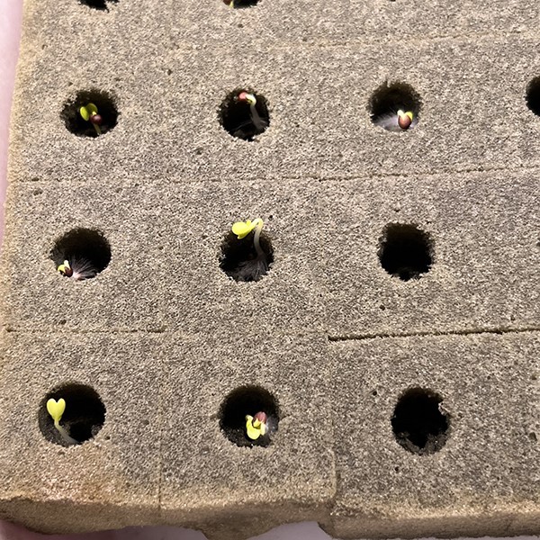 hydroponic phenolic foam hydroponic phenolic foam