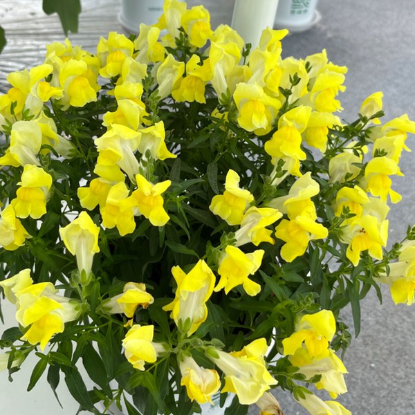 green foam flowers green foam flowers