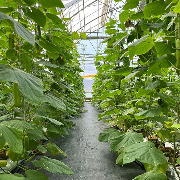 hydroponic cucumber cubes hydroponic cucumber cubes