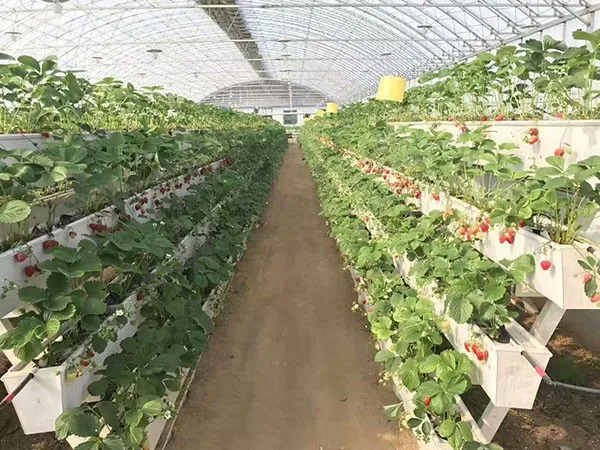 hydroponic strawberry hydroponic strawberry