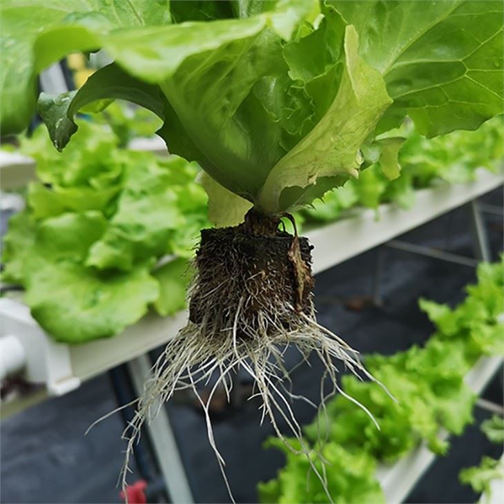 Hydroponic planting