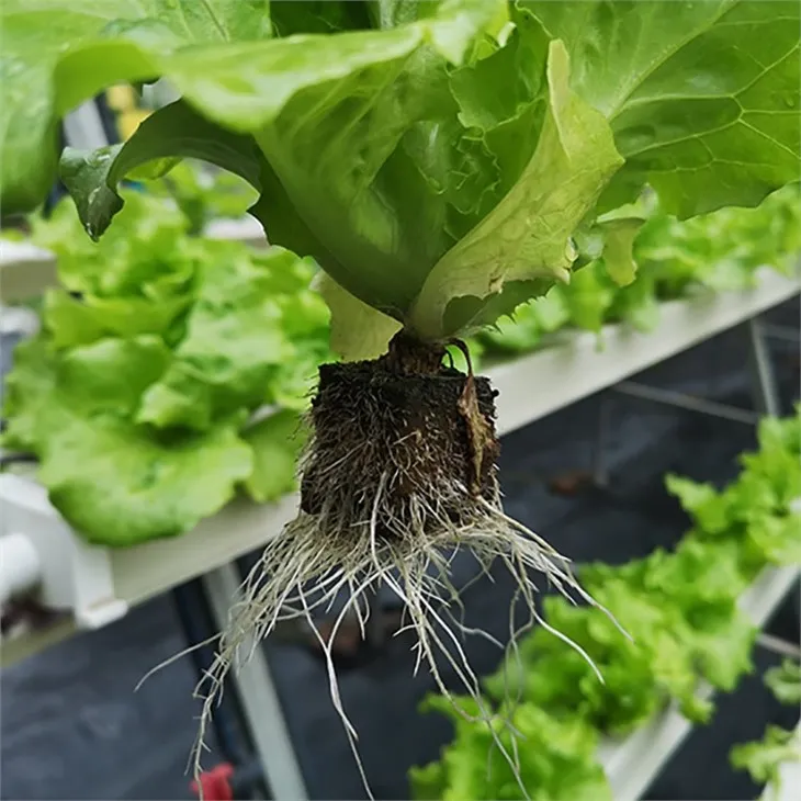 Hydroponic planting
