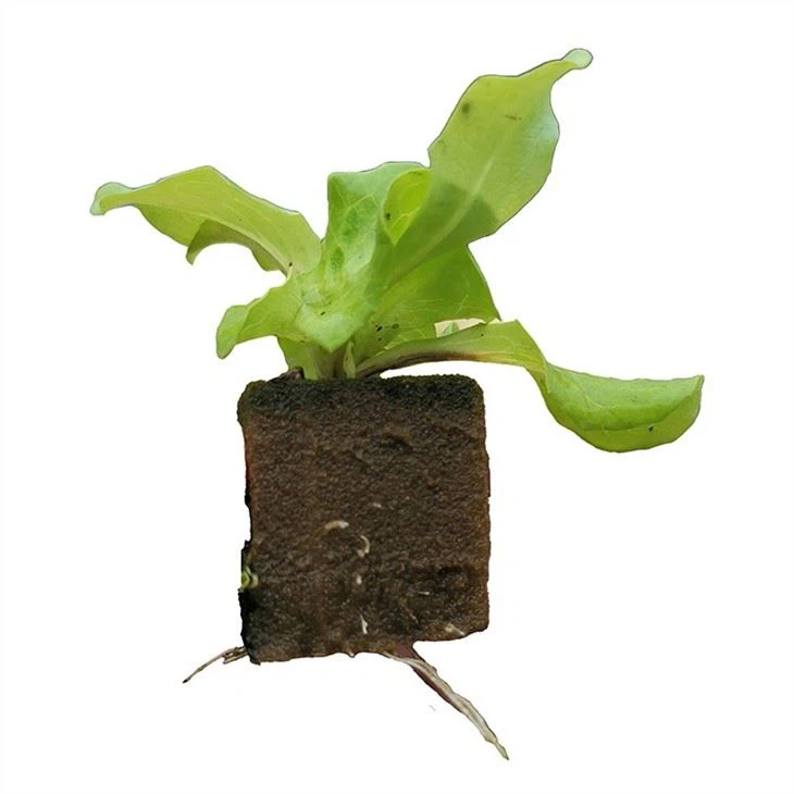 Hydroponic Planting Cubes