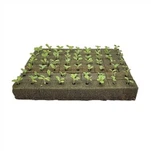 Seedling Vegetables Lettuce Growing Cubes