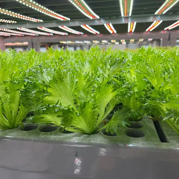 Agricultural Greenhouse Cubes
