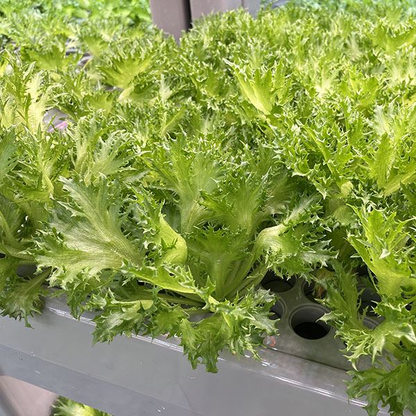 Agricultural Greenhouse Medium