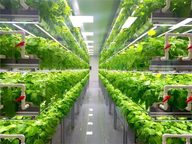 Biggest Vertical Farm