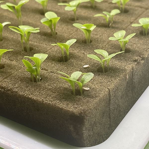Germination Cube
