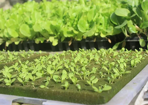 Germination Cubes For Soilless