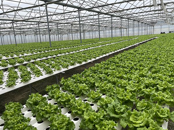 Growing Medium For Hydroponic Systems