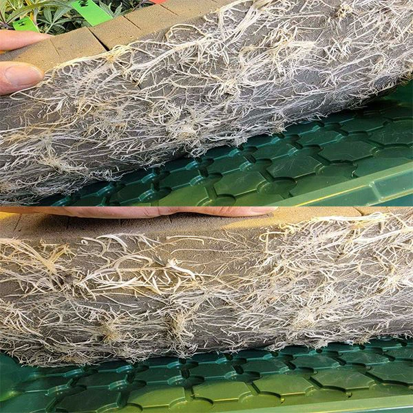 Growing Medium Or Media