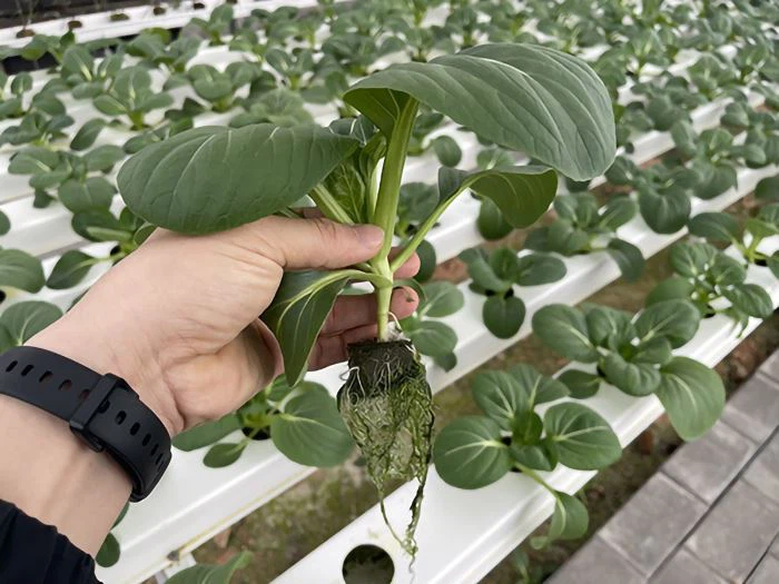 Growing With Rockwool Cubes
