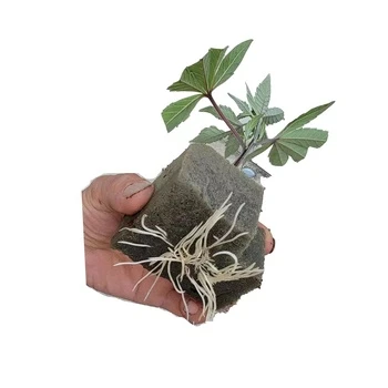 Hemp Growing Cube