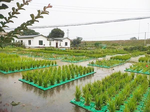 Hydroponic Agricultural Cubes