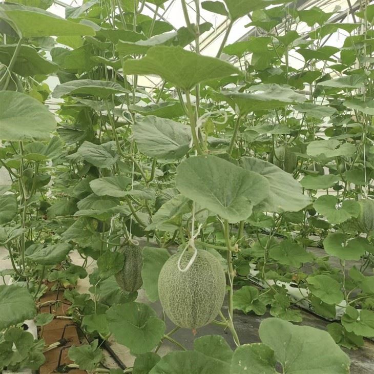Hydroponic Seeds Grow Cube