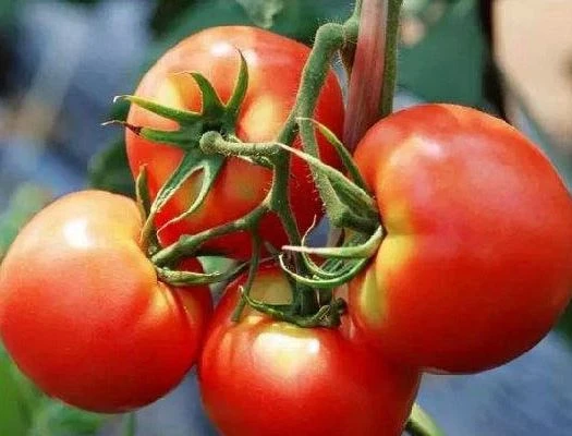 Hydroponic Tomato Seed