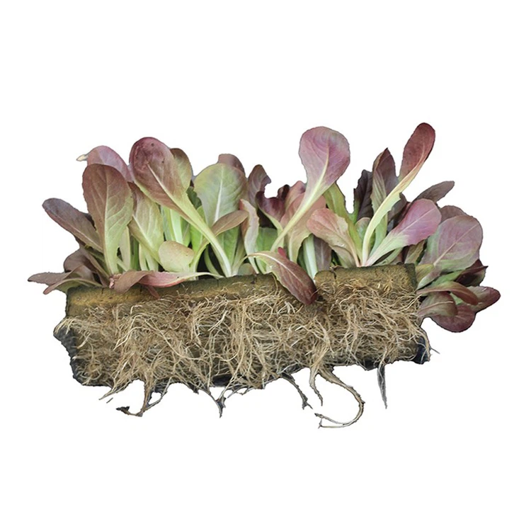 Medium Grow Cubes Medium Grow Cubes