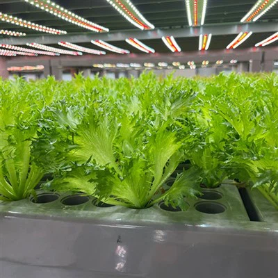 Agricultural Greenhouse Cubes