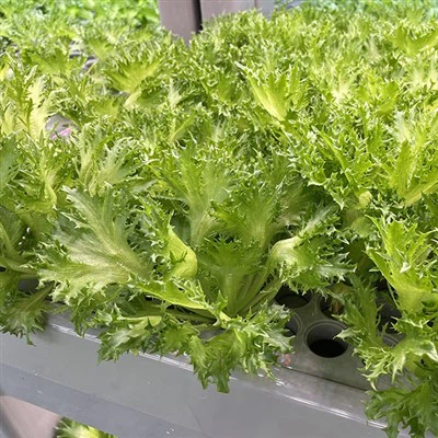 Agricultural Greenhouse Medium