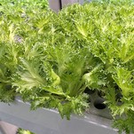 Agricultural Greenhouse Medium