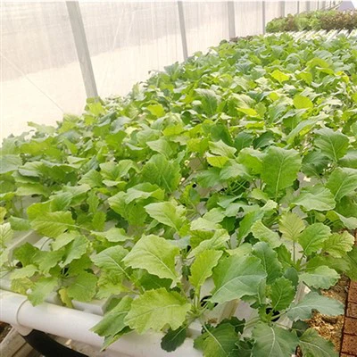 Cheapest Hydroponic Growing Medium