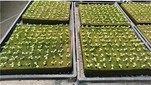 Customized Hydroponic Sheet