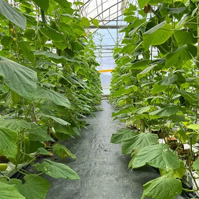 Farm Growing Foam Sheets