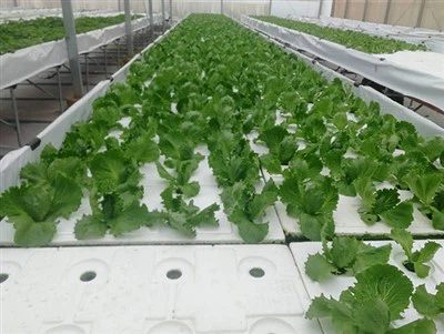 Foam Cubes For Starting Seeds