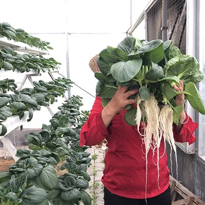 Greenhouse Grow Media