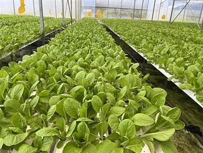 Greenhouse Plant Grow Substrates