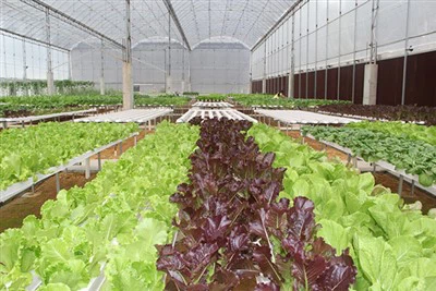 Greenhouse Plant Growing Cubes