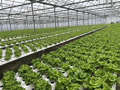 Greenhouse Substrates