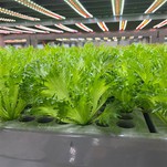 Grow Cubes At Best Price