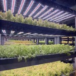 Grow Cubes For Gardening