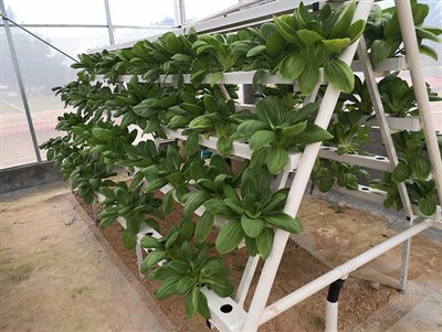 Grow Cubes For Plant Growing