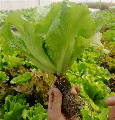 Grow Hydroponic Lettuce At Home