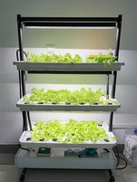 Grow Media Propagation